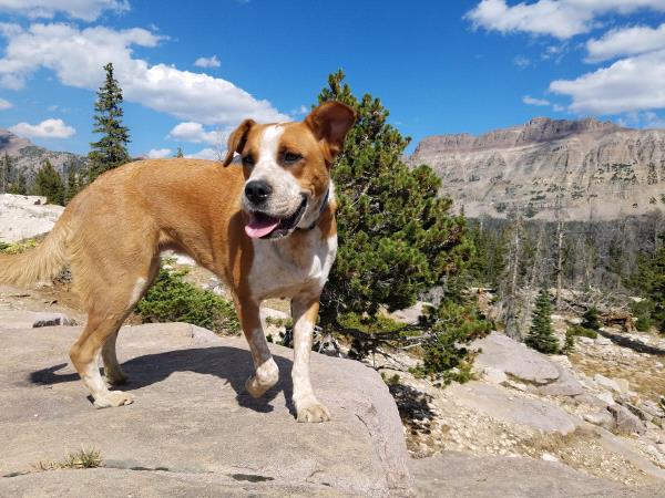 /Images/uploads/Humane Society of Utah/HSU2018/entries/4621thumb.jpg